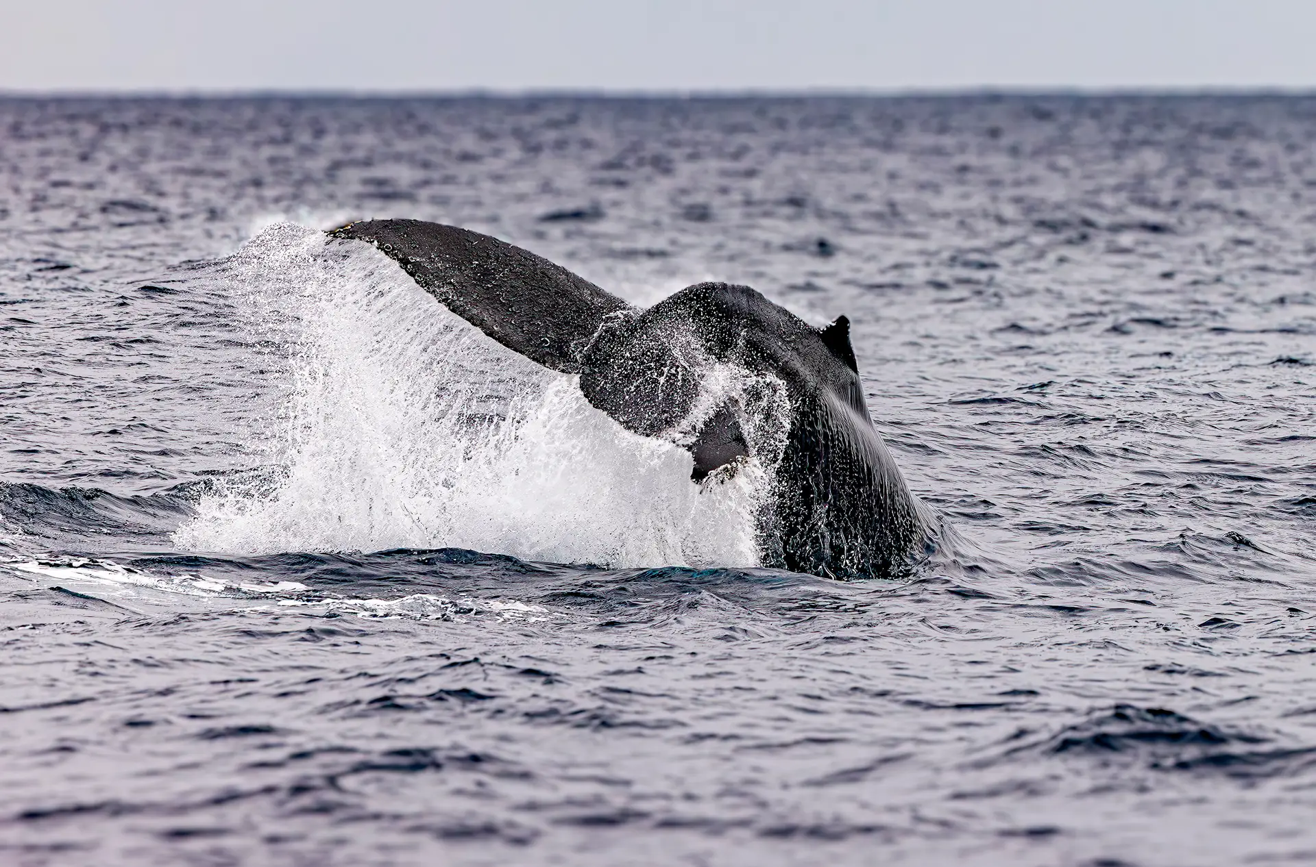 Whale watching in San Diego is worth it