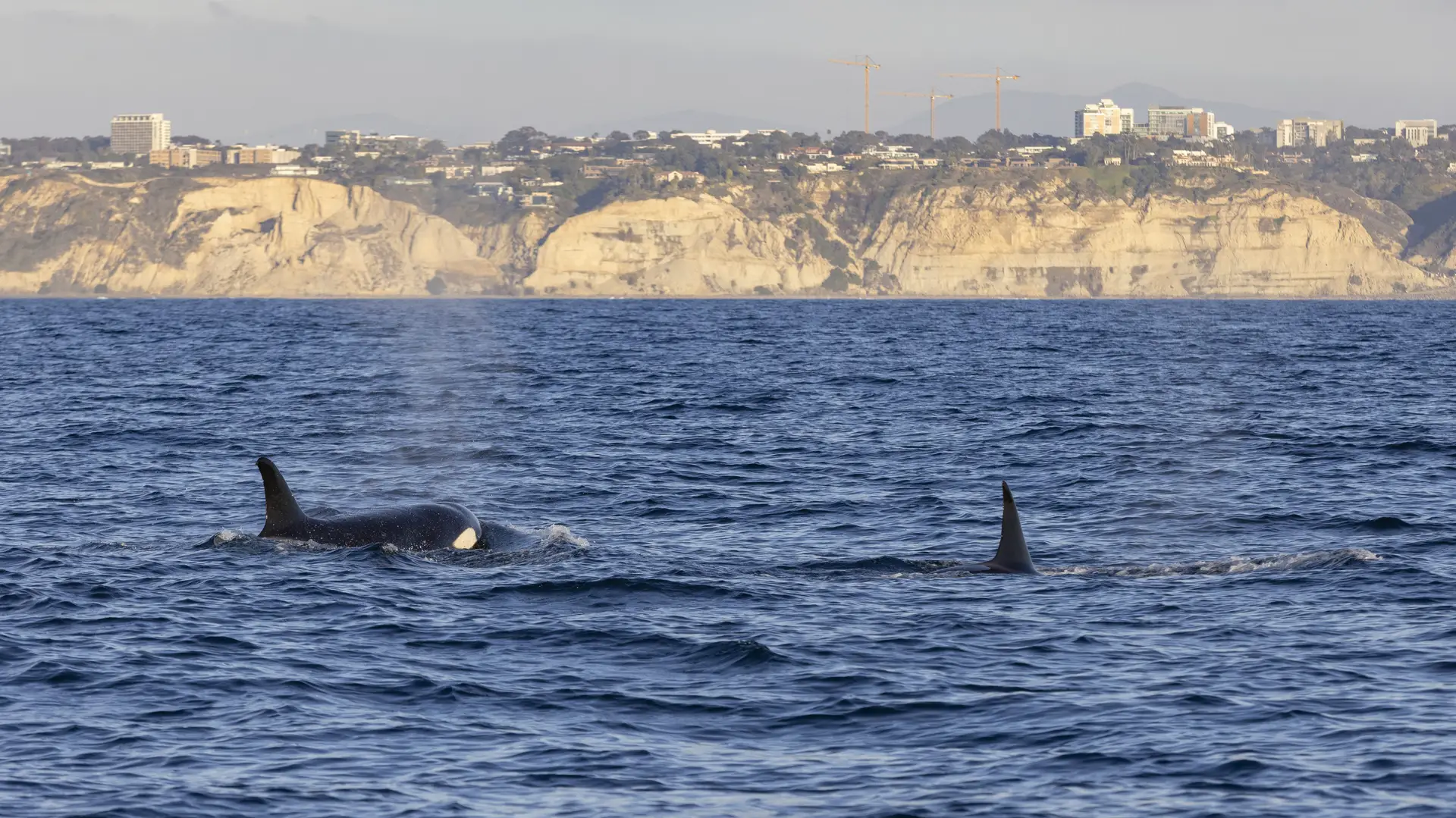 San Diego's orca pods