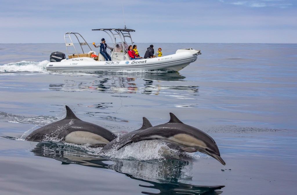 Scout with Common Dolphins