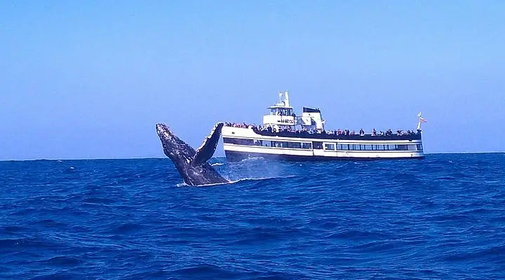 Spots for Whale Watching