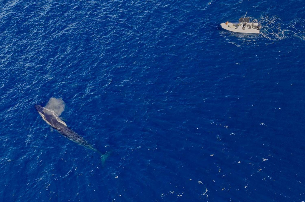 Fin Whales with Tuna San Diego