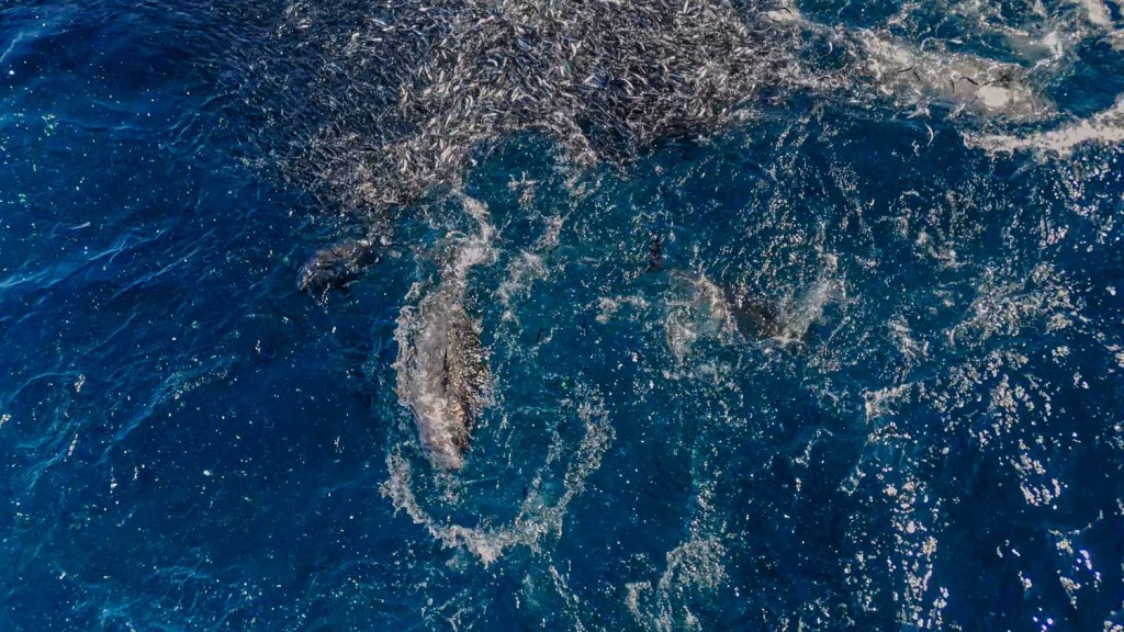 San Diego Fin Whale and Tuna