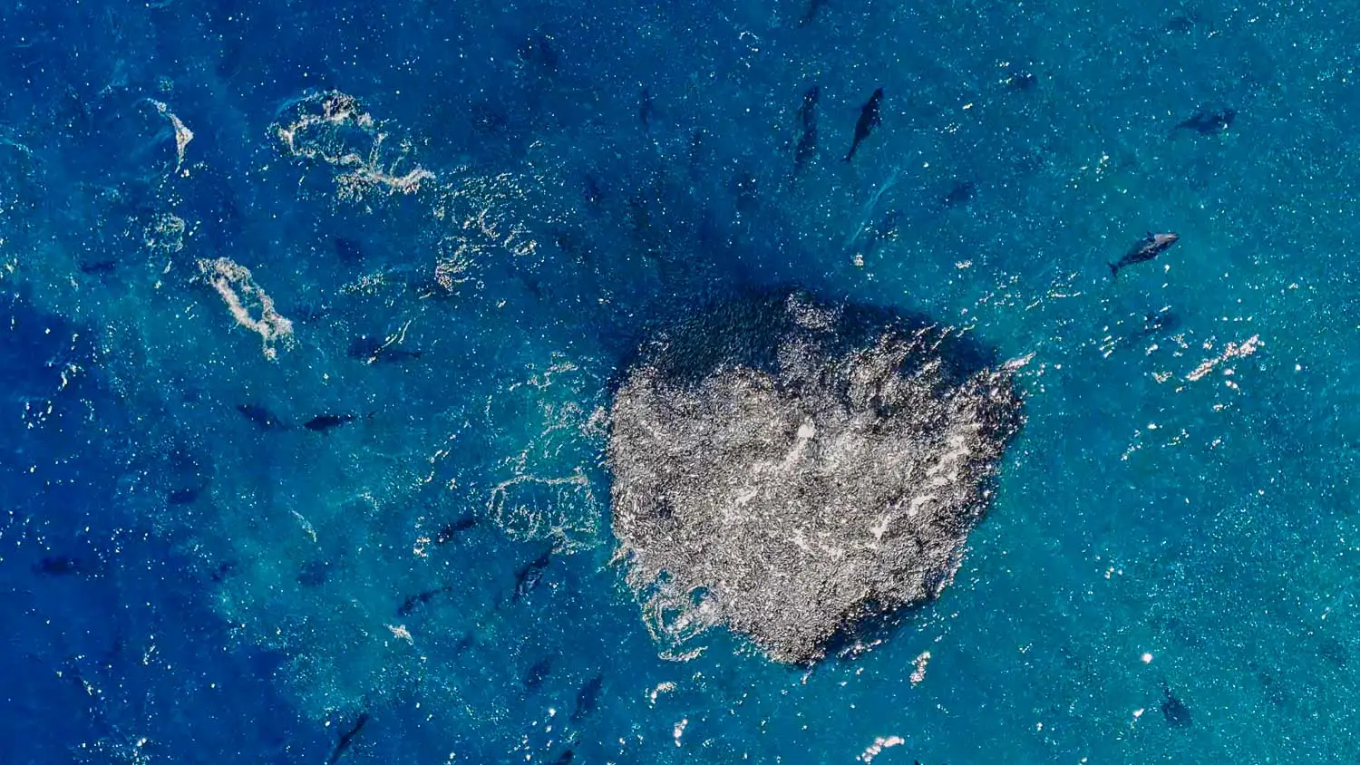 CBS 8 Reports Our Tuna Trip of a Lifetime