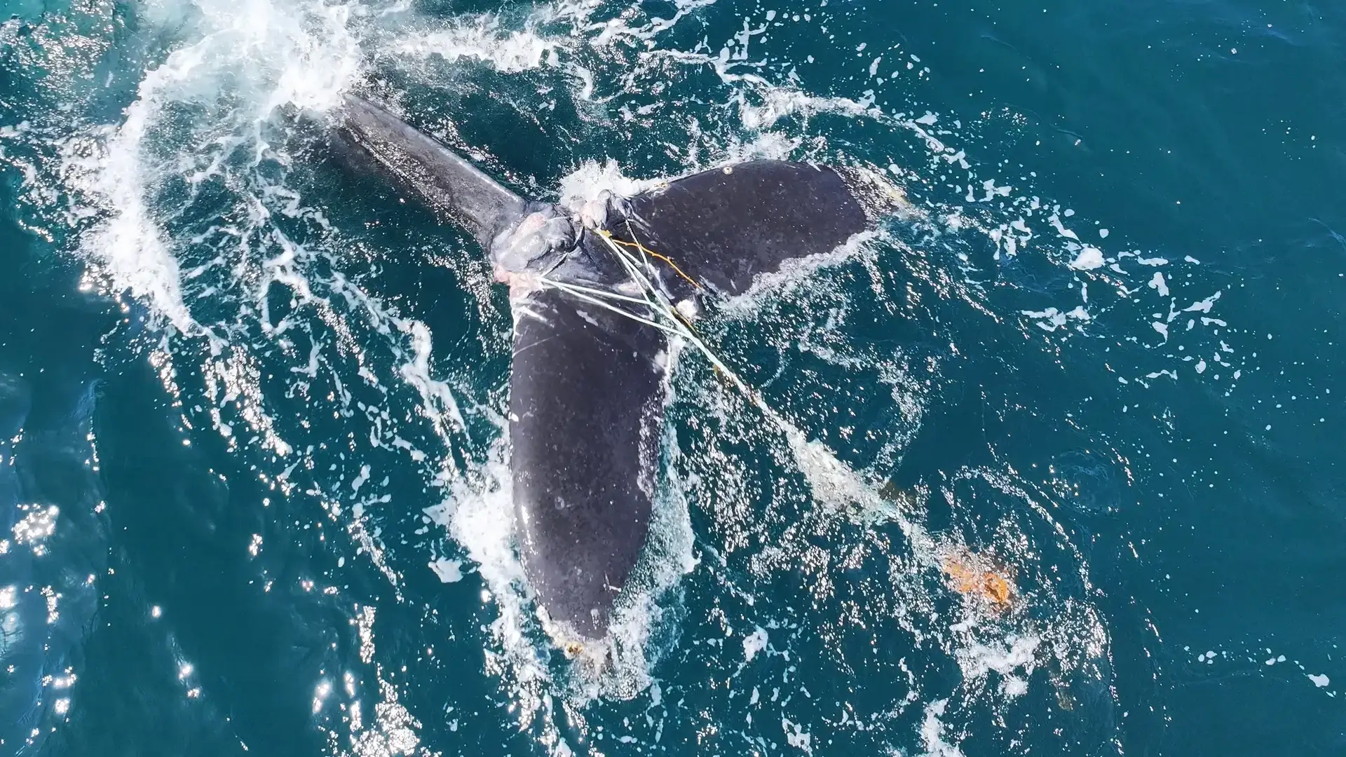 Entangled Humpback Whale Tail