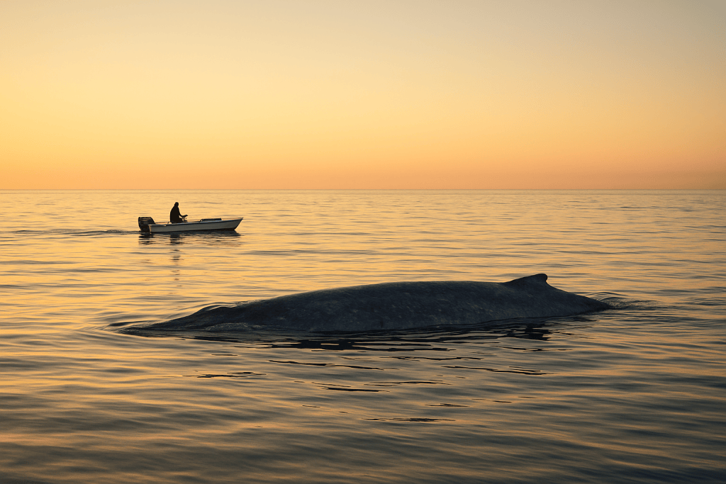 San Diego Whale Watch Photos: Best Tips & Locations